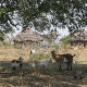 Pietų Afrika (PAR) - kaimas