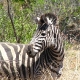 Pietų Afrika (PAR) - Pilanesberg Game Reserve