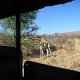 Pietų Afrika (PAR) - safario akimirkos