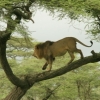 Pažintis su Tanzanija ir Zanzibaru