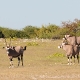 Etošos (Etosha) Nacionalinis Parkas 