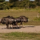 Etošos (Etosha) Nacionalinis Parkas 