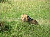 Masai Mara Rezervatas