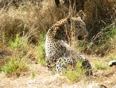 Leopardas