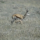 Impala ir jauniklis