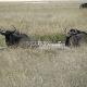 Antilopės gnu