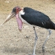 Marabu