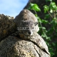 Uolų damaniniai (Rock Hyrax)