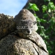 Uolų damaniniai (Rock Hyrax)