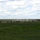 Didžioji antilopių gnu migracija 