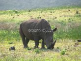 Isimangaliso pelkyno parkas- Šv. Liucia