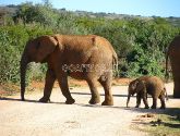 Addo nacionalinis dramblių parkas