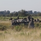 Safaris Okavango deltoje