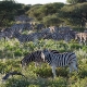 Etošos (Etosha) Nacionalinis Parkas 