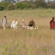 Safaris Okavango deltoje