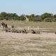 Etošos (Etosha) Nacionalinis Parkas 