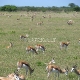 Etošos (Etosha) Nacionalinis Parkas 
