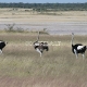 Etošos (Etosha) Nacionalinis Parkas 