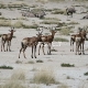 Etošos (Etosha) Nacionalinis Parkas 