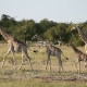 Etošos (Etosha) Nacionalinis Parkas 