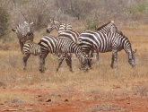 Vakarų Tsavo parkas