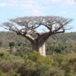 Kelionės į Madagaskarą