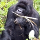 Kalnų gorilos Bwindi racionaliniame parke