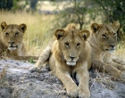Safaris Pietų Afrikoje !!!