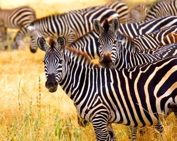 Atrandant Rytinę Afriką II