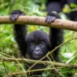Gorilos, Kenijos parkai ir Zanzibaras II