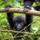 Gorilos, Kenijos parkai ir Zanzibaras II
