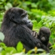 Gorilos ir Kenijos parkai