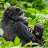 Gorilos ir Kenijos parkai