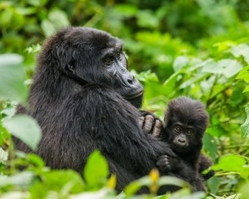 Gorilos ir Kenijos parkai