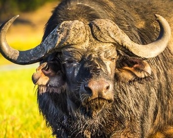 Pietinis Afrikos nuotykis