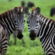 Kenijos ir Tanzanijos safariai