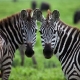 Kenijos ir Tanzanijos safariai
