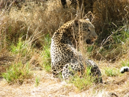 Namibija